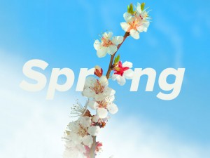 some-spring-blossom